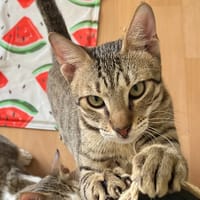 TIGGY, chat à adopter