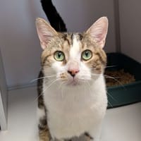 Titi, chat à adopter