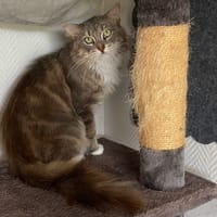 TAYLO, chat à adopter