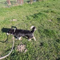 Matiś, suczka do adopcji