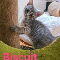 BISCUIT, chatte à adopter