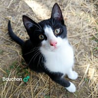 BOUCHON et BAI, chat à adopter
