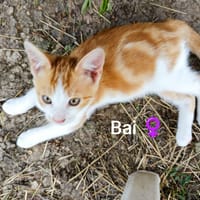 BAI et BOUCHON, chatte à adopter