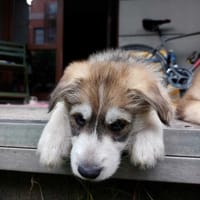 Murcio, pies do adopcji