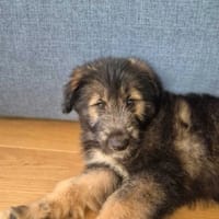 Barasia, suczka do adopcji