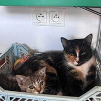 Shakira, kotka do adopcji