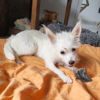 Lili Puce, la bouille d'amour, chienne à adopter