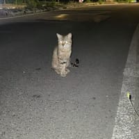 MILO, chat à adopter
