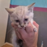 WHITE, chat à adopter