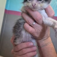 OUISTITI, chatte à adopter