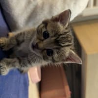 Brioche, chatte à adopter