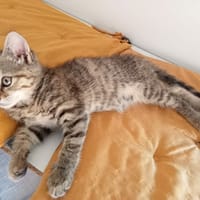 BEGUINE et sa soeur BELINE, chatte à adopter