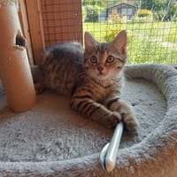 BELINE et sa soeur BEGUINE, chatte à adopter