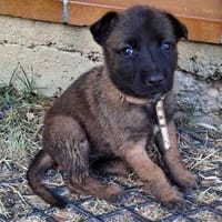 Dormeuse, chienne à adopter
