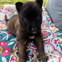 Grincheuse, chienne à adopter