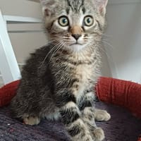 BUZZ   A réserver, chat à adopter