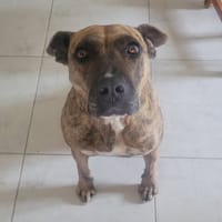 Baggah, chienne à adopter