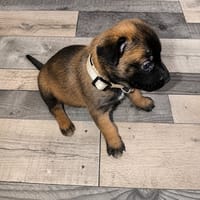 Bulle, chienne à adopter