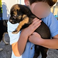 Bulle, chienne à adopter