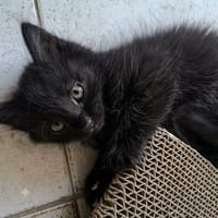 Cookie, chatte à adopter