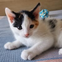 Ninette, chatte à adopter