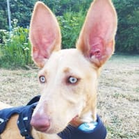 MAGGIE, magnifique chiot podenca femelle, chienne à adopter