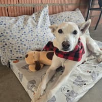 PISTOLE, chien à adopter