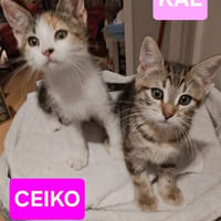 CEIKO ET KAE À ADOPTER ENSEMBLE, chatte à adopter