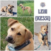 KESSI * freundlich, braucht Sicherheit, Hündin zur Adoption
