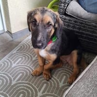 Kleine Paula sucht Familie, Hündin zur Adoption