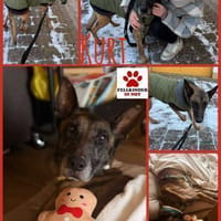 Kurt / Jack Malinois Mischling Rüde, Hund zur Adoption