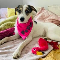Peppi eine liebe Hündin, Hündin zur Adoption