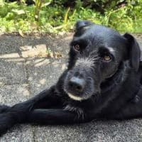 LEMMYwartet bereits in 21075 Hamburg, Hund zur Adoption
