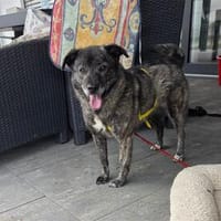 Ashley - wartet in 92369 Sengenthal, Hündin zur Adoption