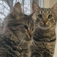 MENDOZA&ZORRO - suchen ihr Zuhause!, Kater zur Adoption