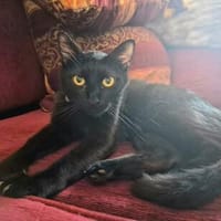 Verschmuster Kater MOZAMBIQUE sucht Zuha, Kater zur Adoption