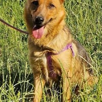 Teffie, 2 Jahre alt sucht ein Zuhause, Hündin zur Adoption