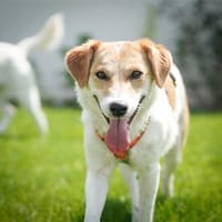 Leyla - wartet in 89257 Illertissen, Hündin zur Adoption