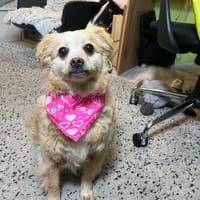 Lotti - Zuhause gesucht, Hündin zur Adoption