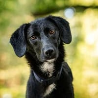 Sally - ist kein Hund für jeden, Hündin zur Adoption