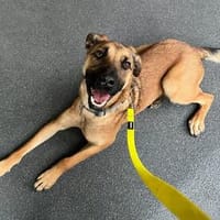 Niko sucht sein Körbchen für immer❣, Hund zur Adoption