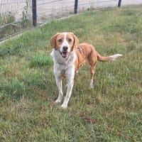 Teasy - wartet in 92369 Sengenthal, Hund zur Adoption