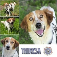 THIRESA * ein Herz auf vier Pfoten, Hündin zur Adoption