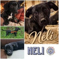 NELI *unkompliziertes Dackel Mix Mädchen, Hündin zur Adoption