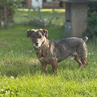 Pablo - Zuhause gesucht, Hund zur Adoption