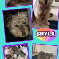 hübsche Shyla auf PS in 91247 Vorra, Hündin zur Adoption