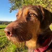 Kumar - toller Freund voller Tatendrang, Hund zur Adoption