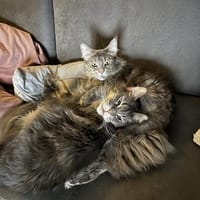 Nala und Murphy aus dem Tierschutz, Kater zur Adoption