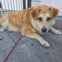 Akila - wartet in 91161 Hilpoltstein, Hündin zur Adoption