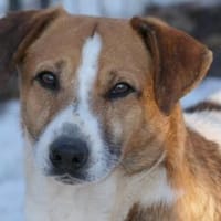 ruhiger Senior LUCIO, Hund zur Adoption